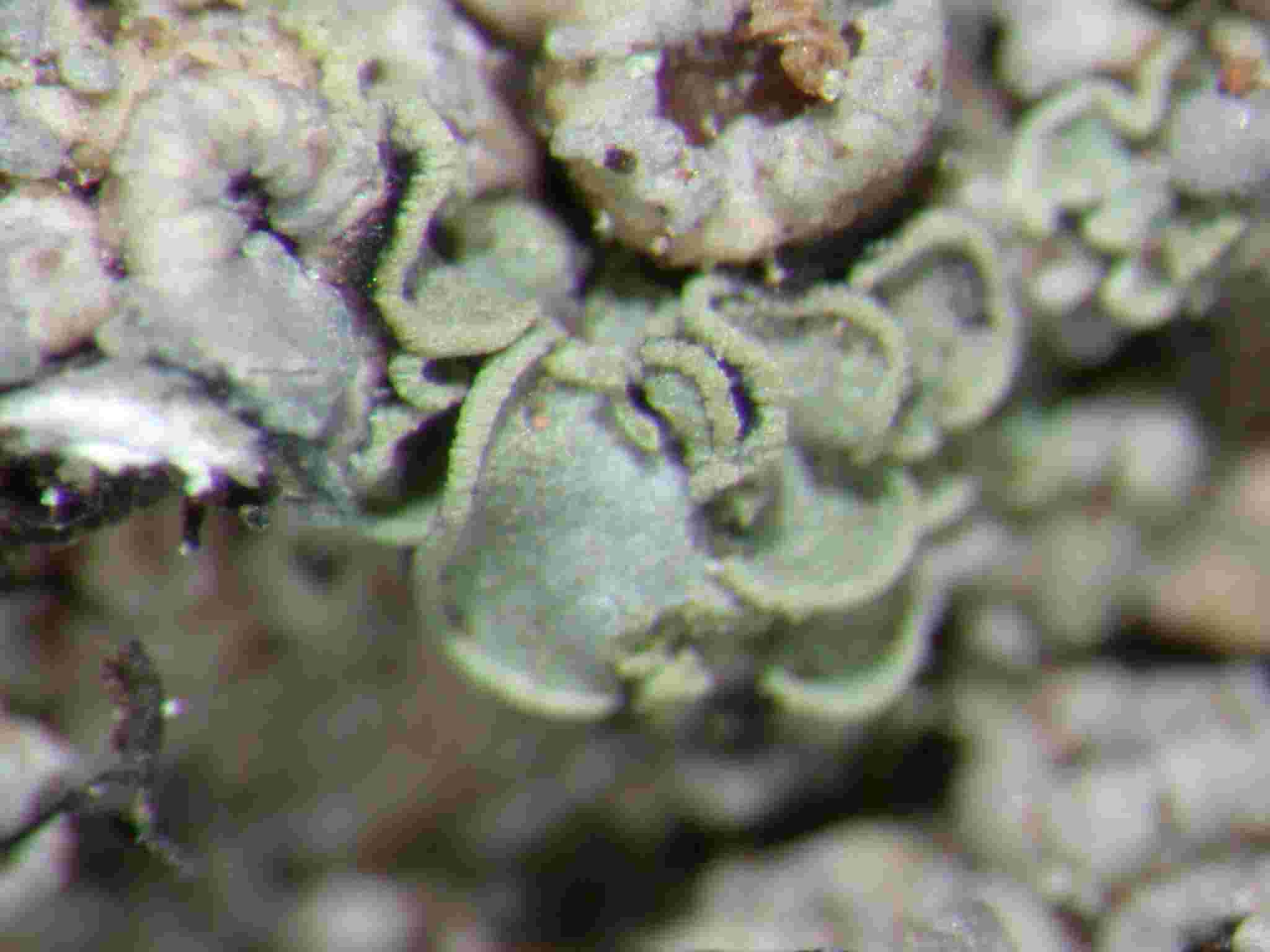 [Normandina pulchella]